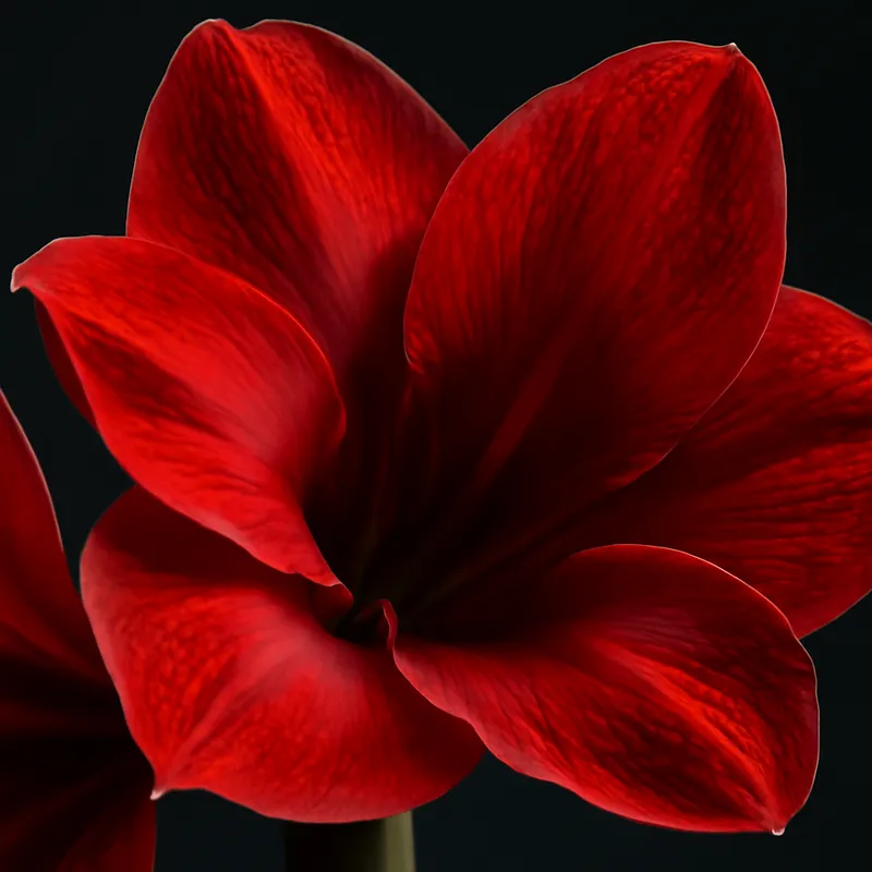 Amaryllis – klassisk – bilde 2