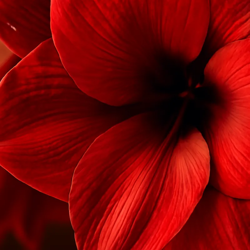 Amaryllis – rød – bilde 2