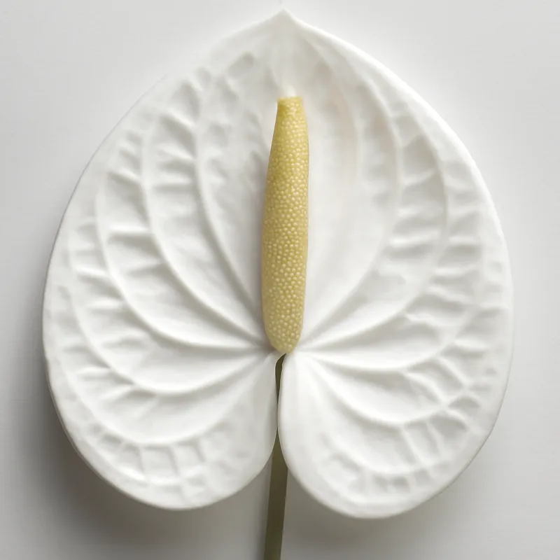 Anthurium (flamingoblomst) – hvit – bilde 2