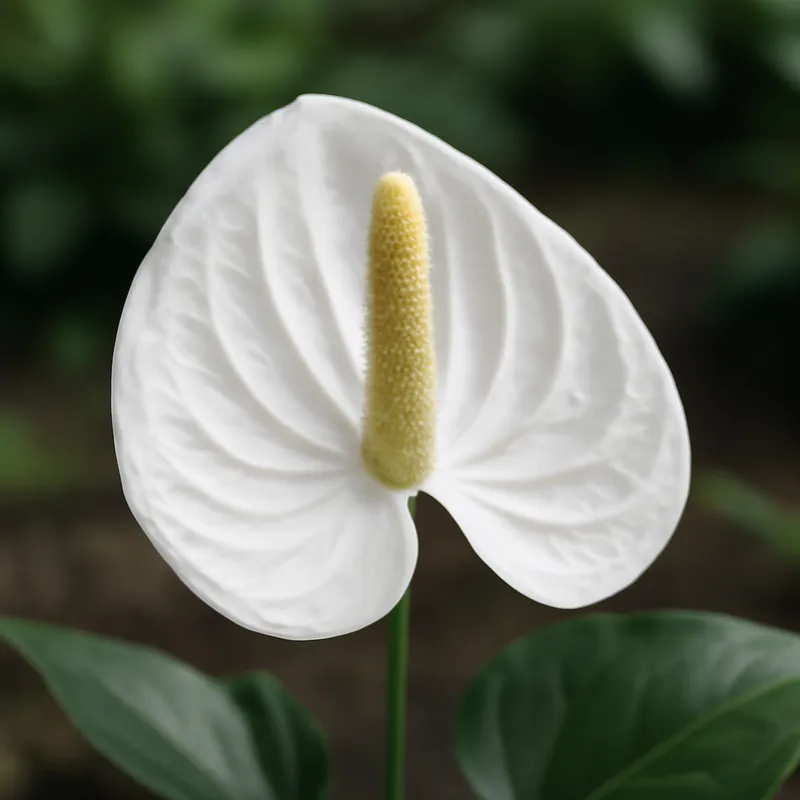 Anthurium (flamingoblomst) – hvit – bilde 4
