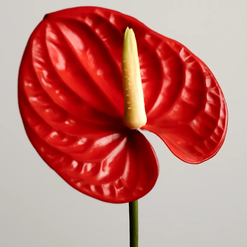 Anthurium (flamingoblomma) – rød