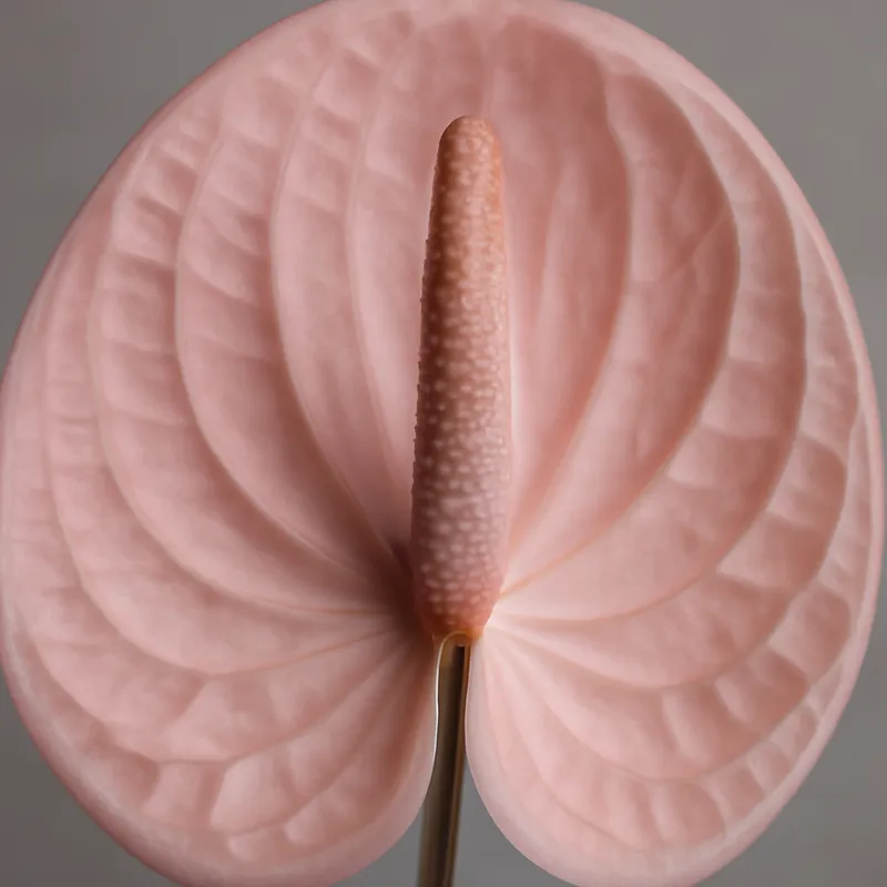 Anthurium (flamingoblomst) – rosa – bilde 2