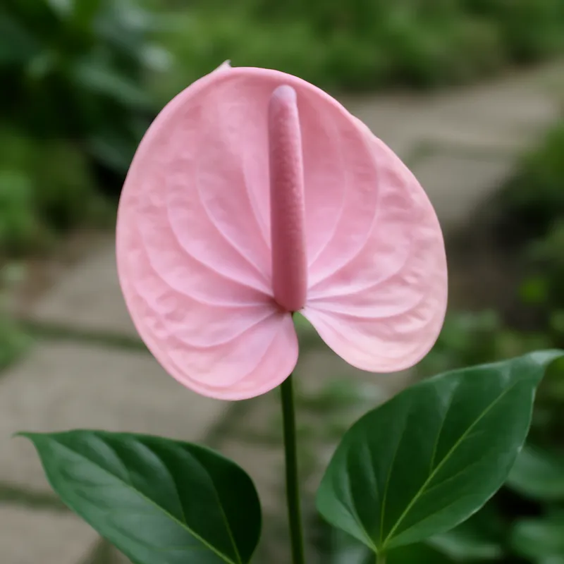 Anthurium (flamingoblomst) – rosa – bilde 4