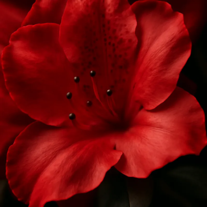 Azalea – rød – bilde 2