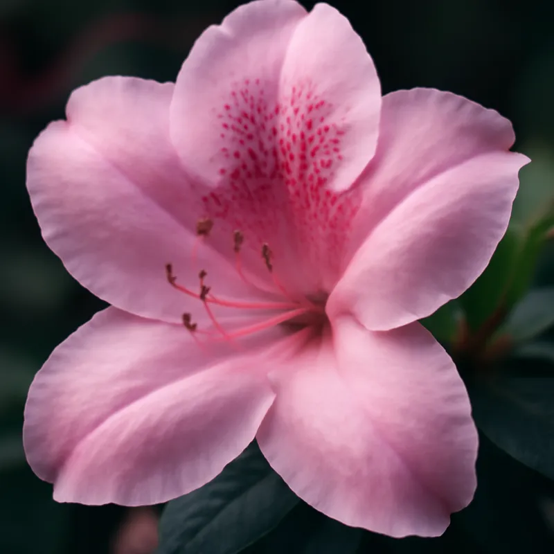 Azalea – rosa – bilde 2