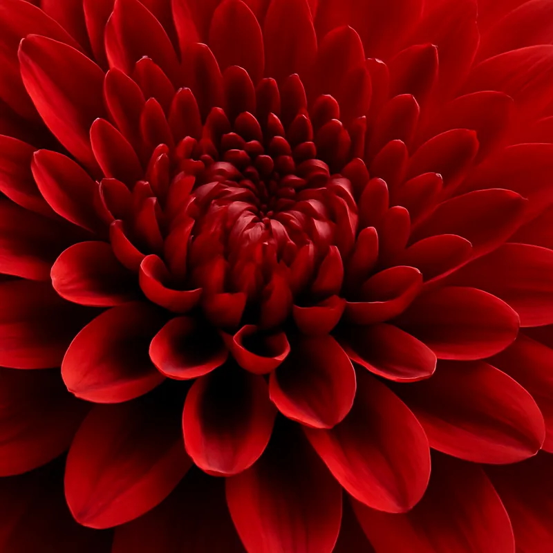 Aster – rød – bilde 2