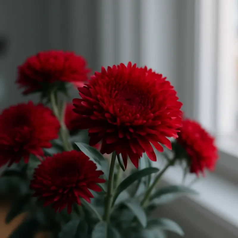 Aster – rød – bilde 3