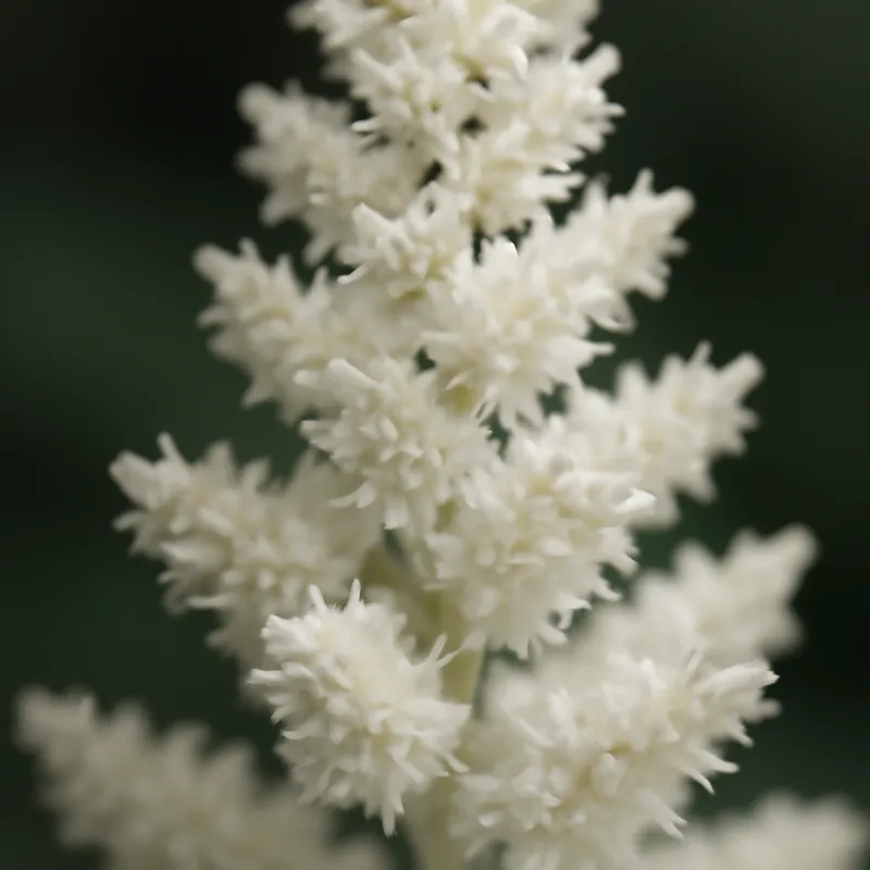 Astilbe – hvit – bilde 2