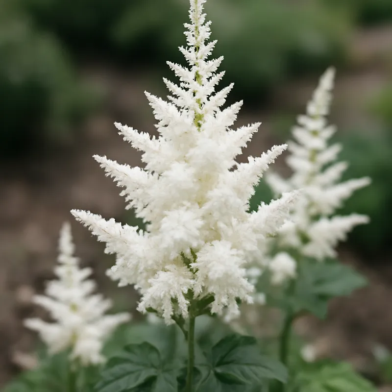 Astilbe – hvit – bilde 4