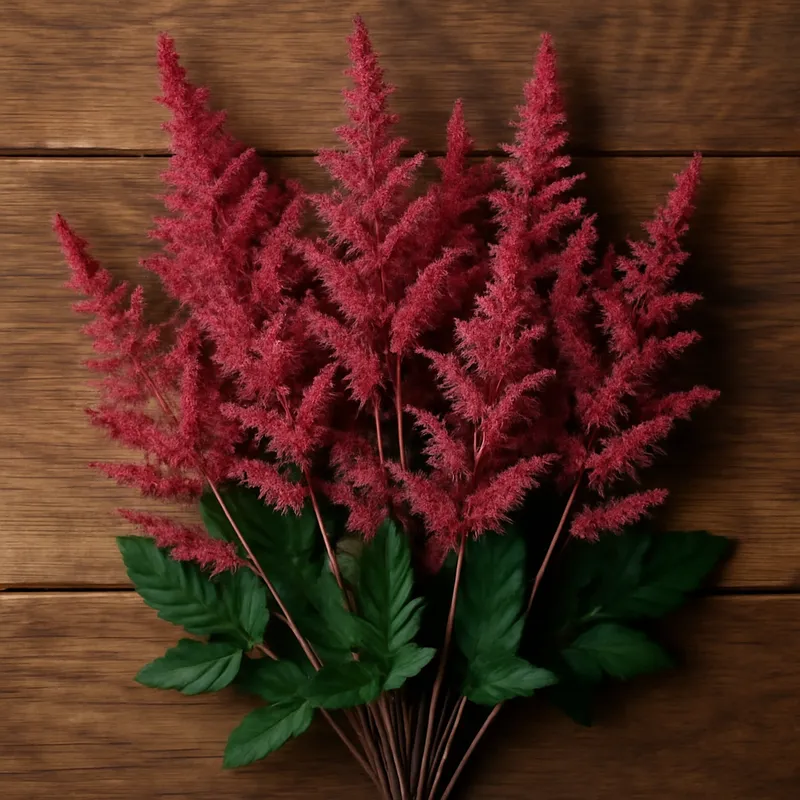 Astilbe – klassisk – bilde 3