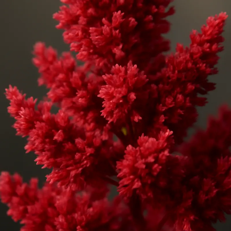 Astilbe – rød – bilde 2