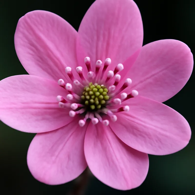 Blåveis – rosa – bilde 2