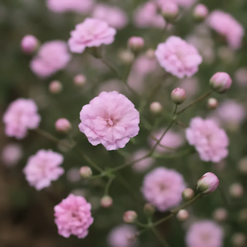 Brudeslør – rosa – bilde 4