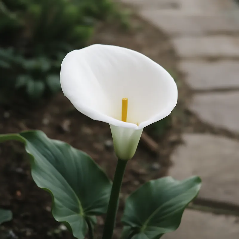 Kalla (calla) – hvit – bilde 4