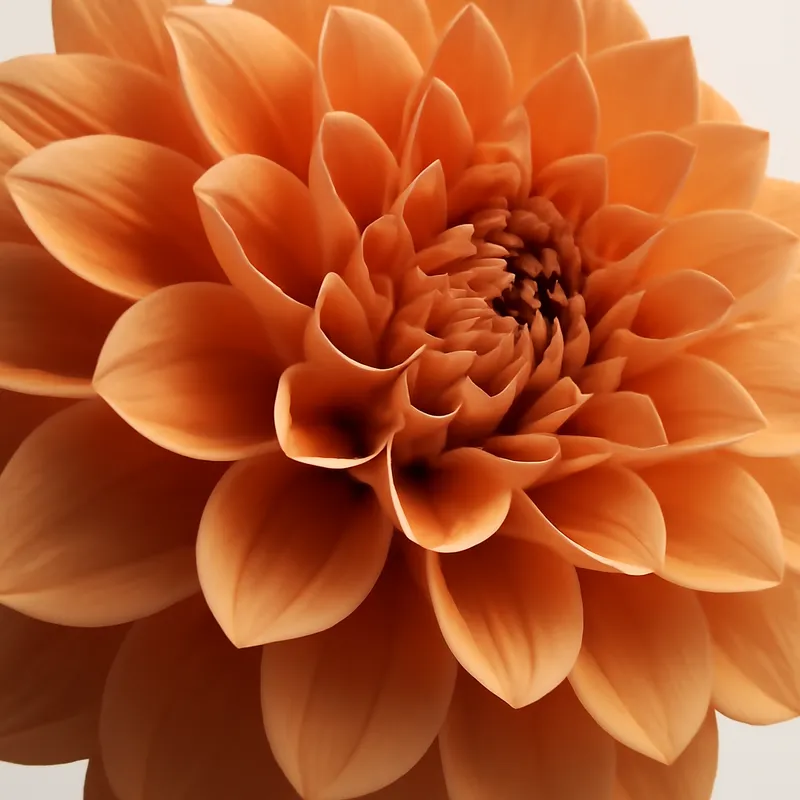 Dahlia – klassisk – bilde 2