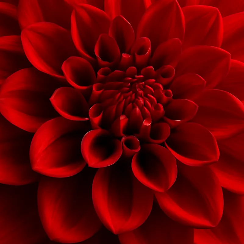 Dahlia – rød – bilde 2