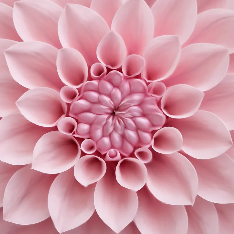 Dahlia – rosa – bilde 2