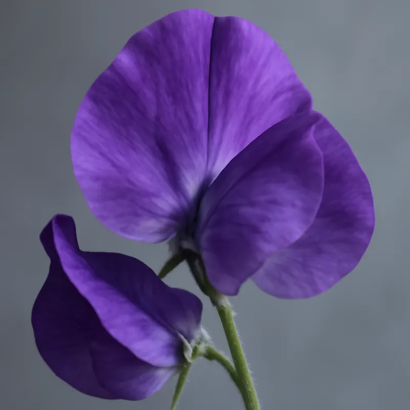 Erteblomst – klassisk – bilde 2
