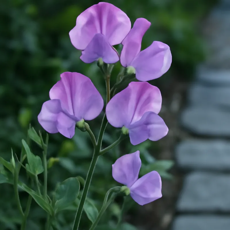 Erteblomst – klassisk – bilde 4