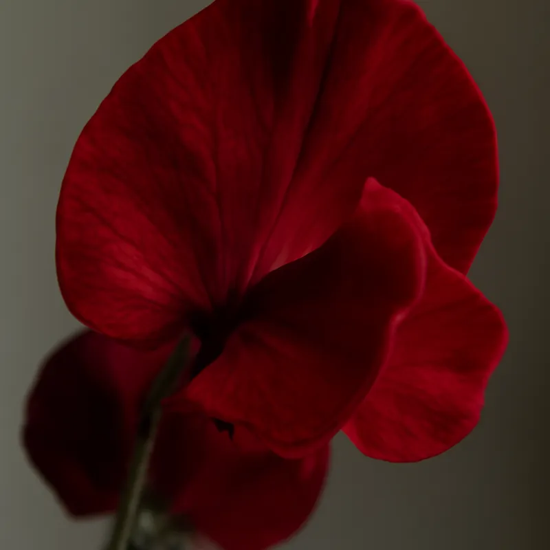 Erteblomst – rød – bilde 2