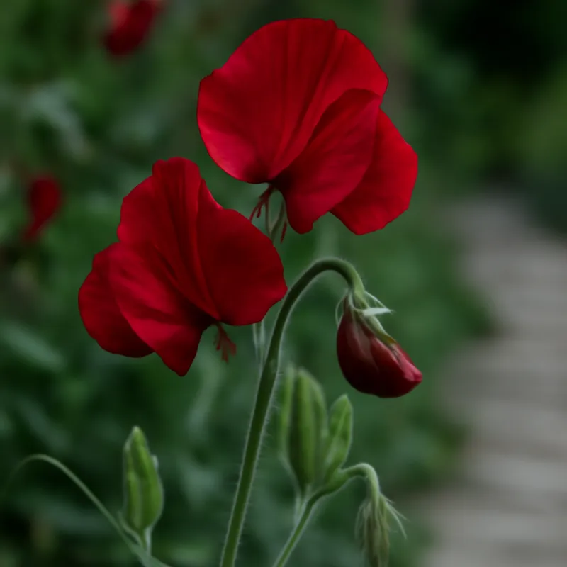 Erteblomst – rød – bilde 4