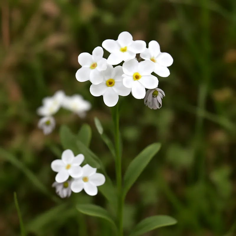 Forglemmegei – hvit – bilde 4