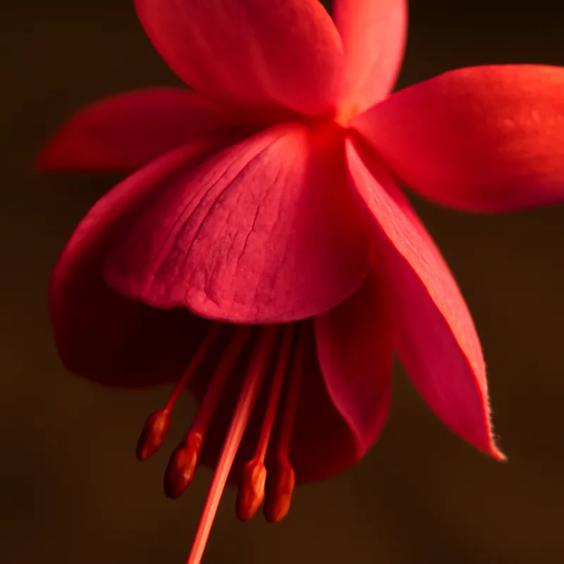 Fuchsia – klassisk – bilde 2