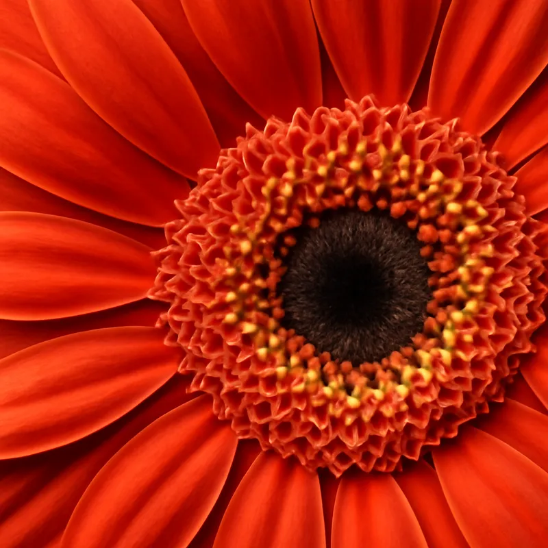 Gerbera – klassisk – bilde 2