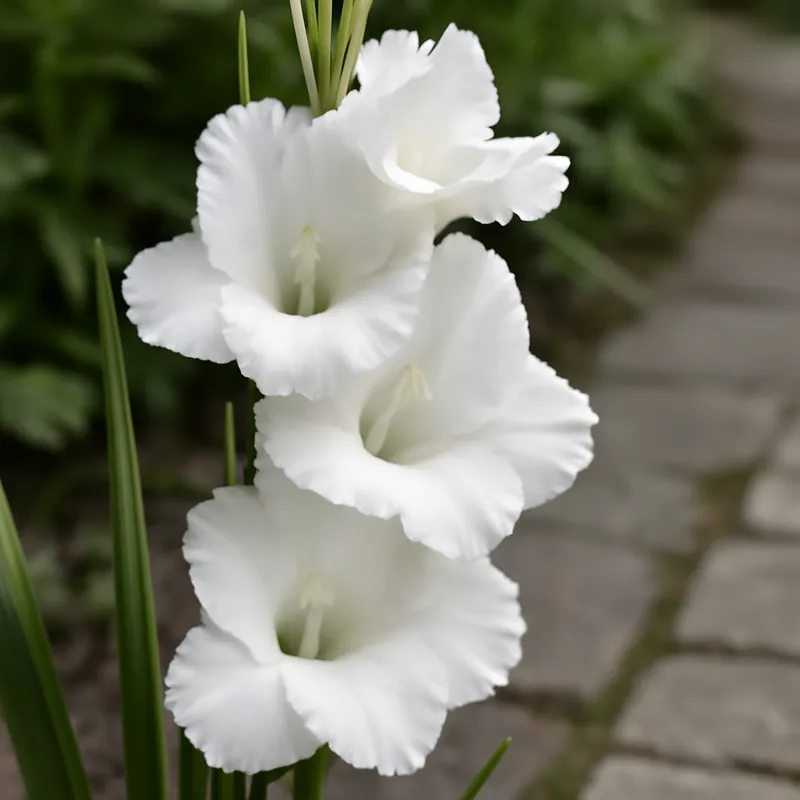 Gladiolus – hvit – bilde 4