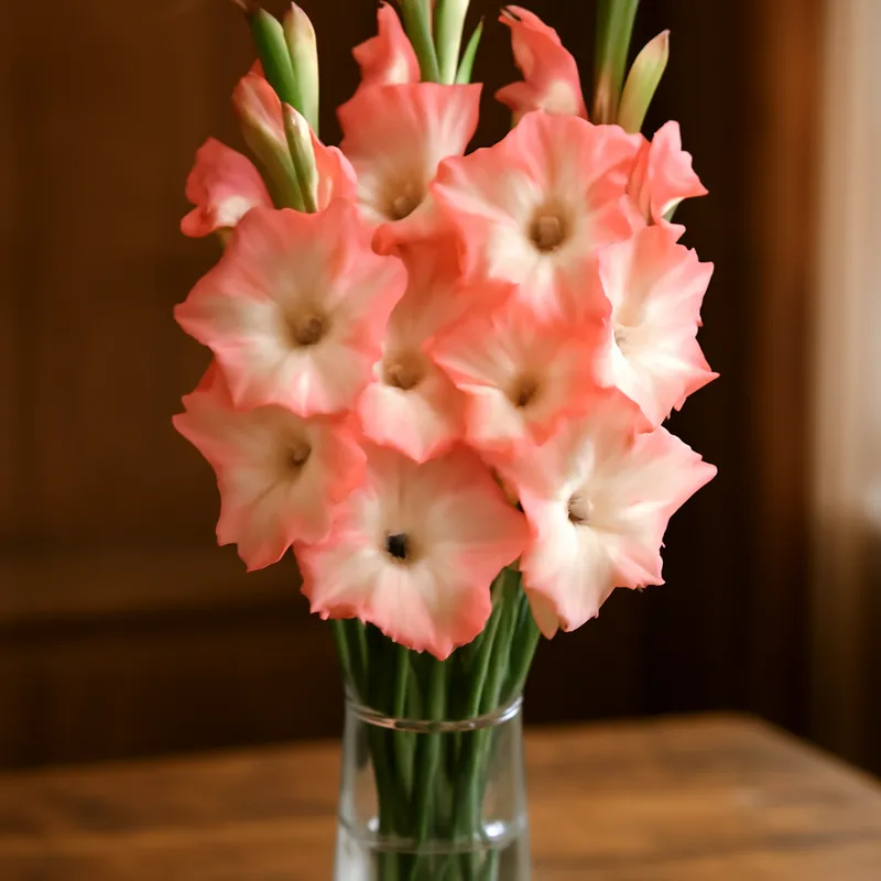 Gladiolus – klassisk – bilde 3