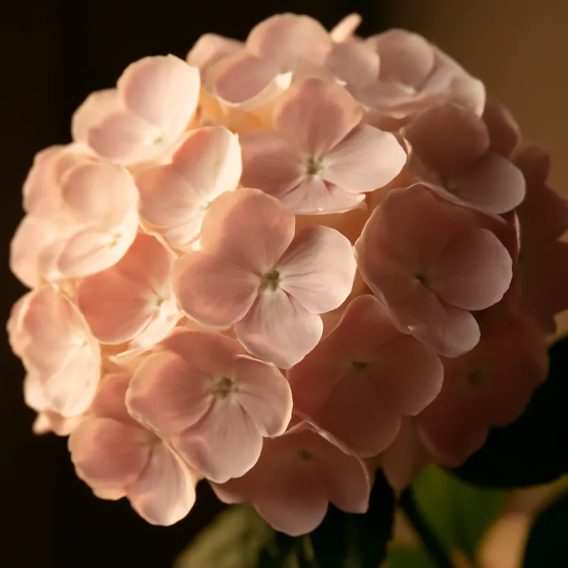 Hortensia – klassisk – bilde 2