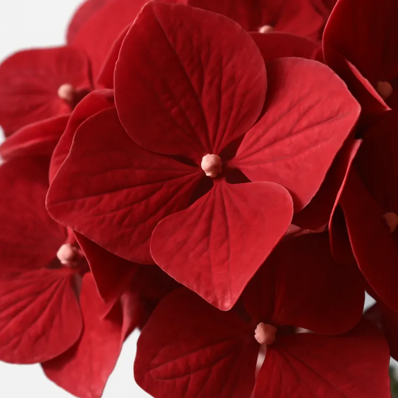 Hortensia – rød – bilde 2