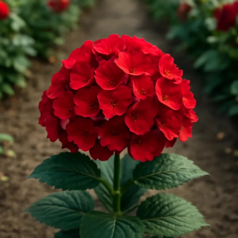 Hortensia – rød – bilde 4