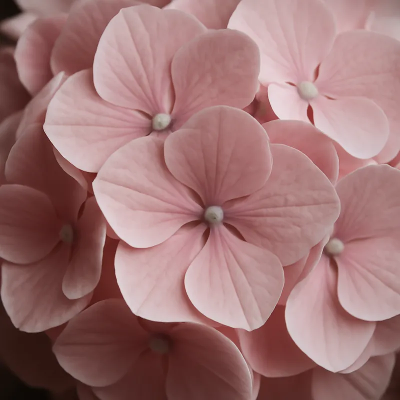 Hortensia – rosa – bilde 2