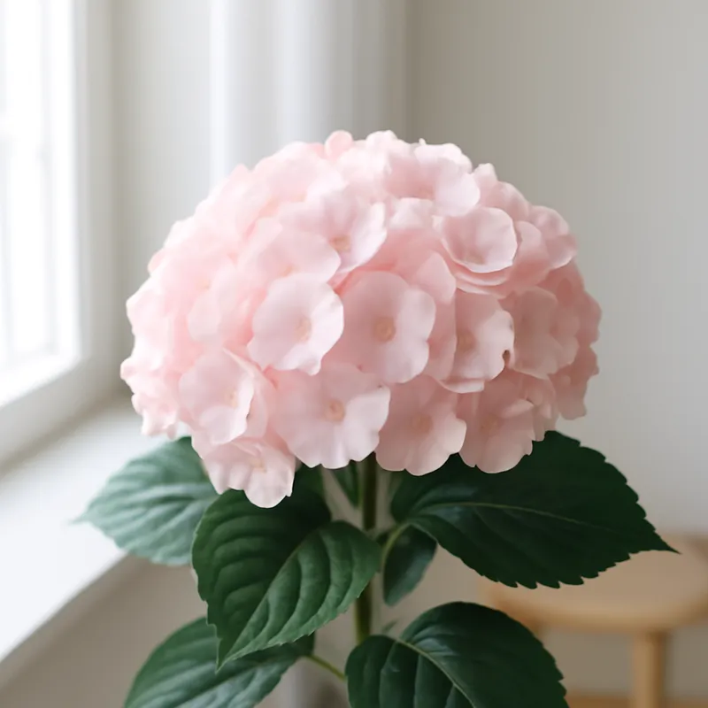 Hortensia – rosa – bilde 3