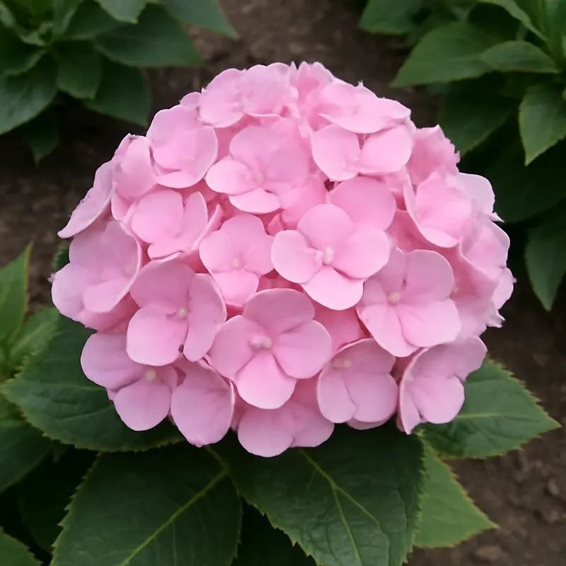 Hortensia – rosa – bilde 4