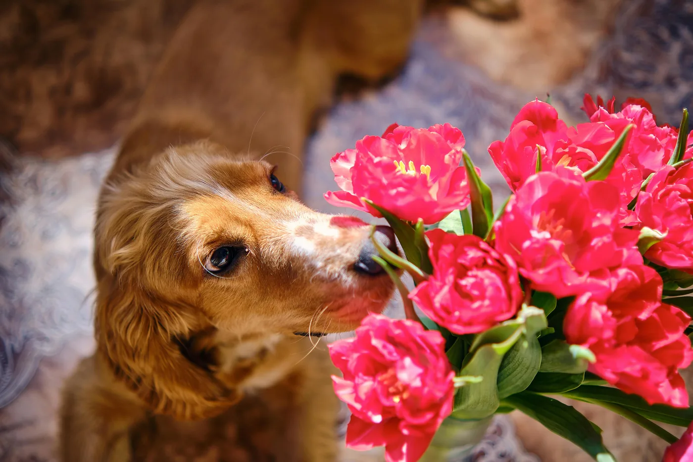 Golden retriever lukter nysgjerrig på en bukett røde tulipaner innendørs, tulipaner kan gi mageplager hos hund