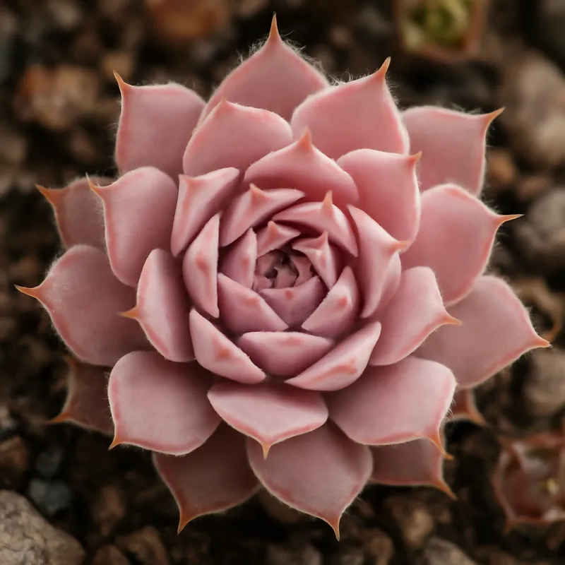 Takløk – rosa – bilde 4
