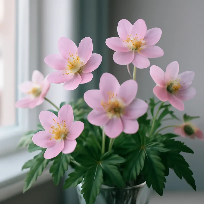 Hvitveis – rosa – bilde 3