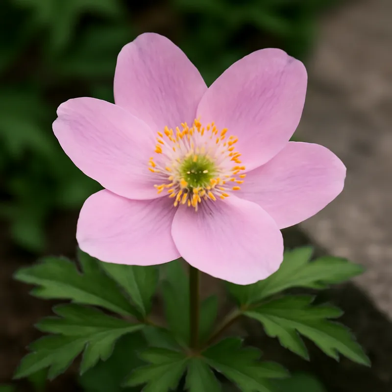 Hvitveis – rosa – bilde 4