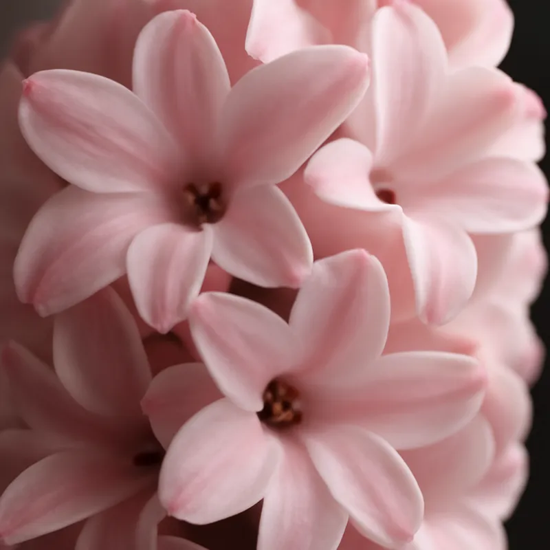 Hyacint – rosa – bilde 2