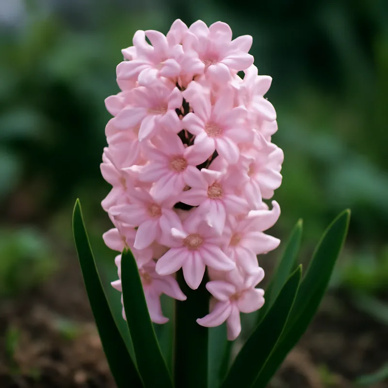 Hyacint – rosa – bilde 4