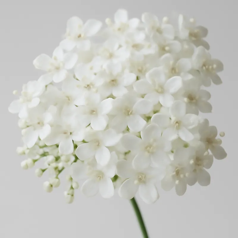Hyll – hvit – bilde 2