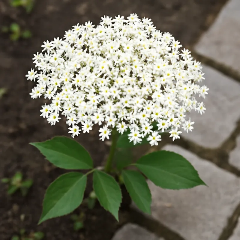 Hyll – hvit – bilde 4