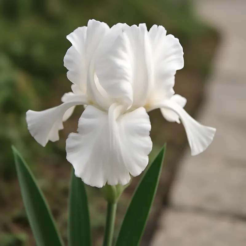 Iris – hvit – bilde 4