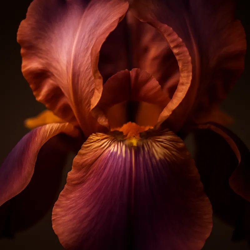 Iris – klassisk – bilde 2