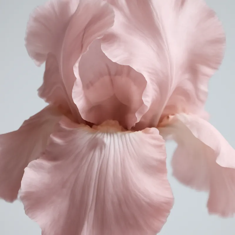 Iris – rosa – bilde 2