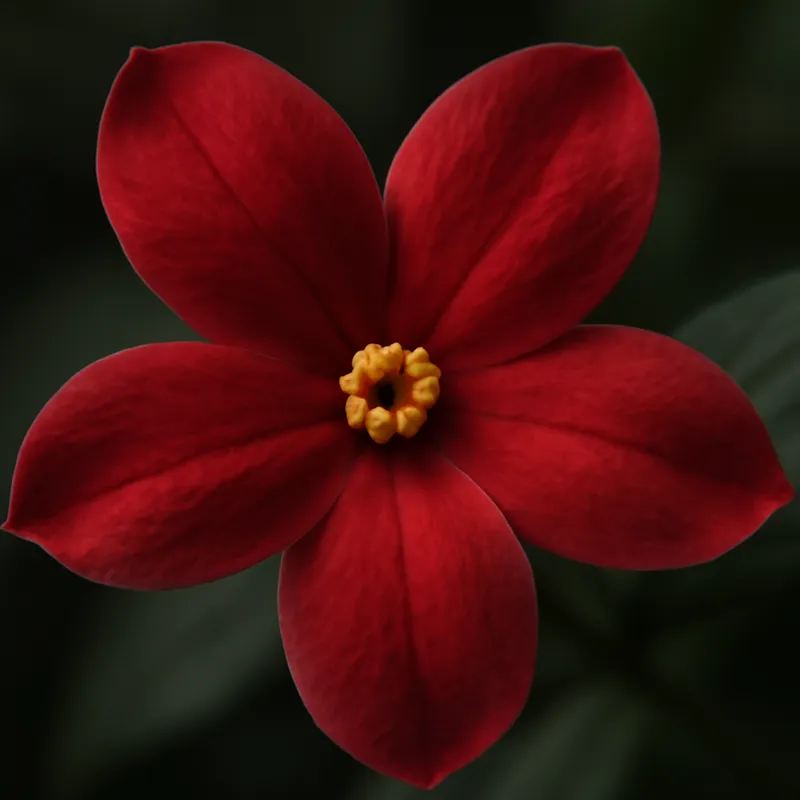 Jasmin – rød – bilde 2