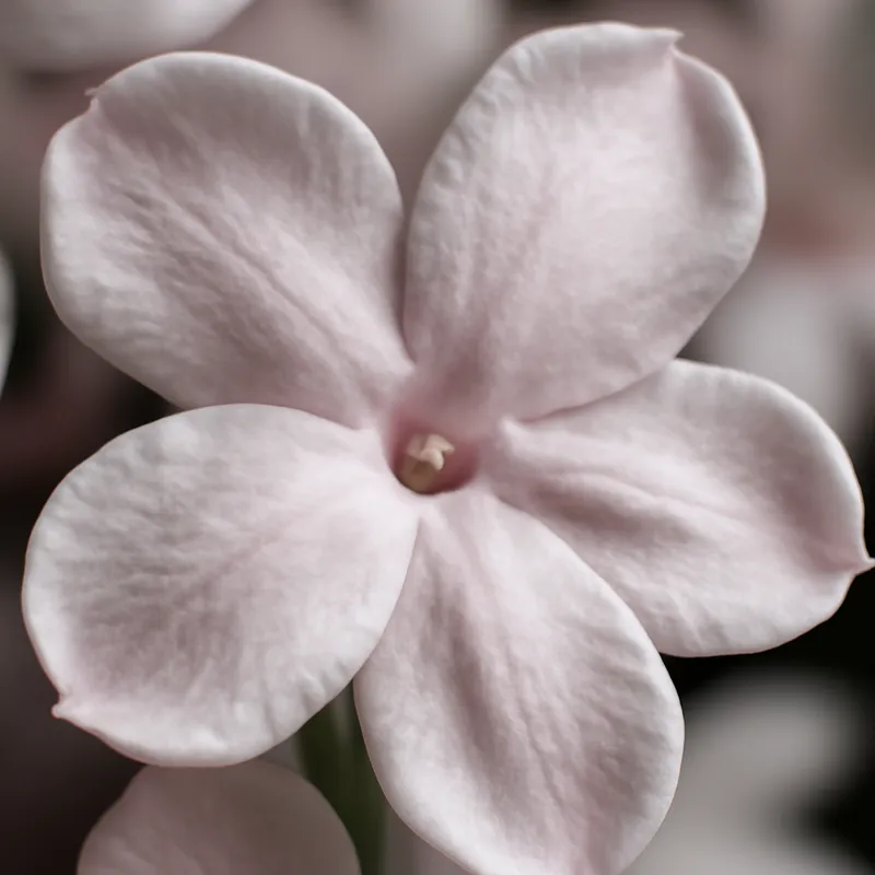 Jasmin – rosa – bilde 2