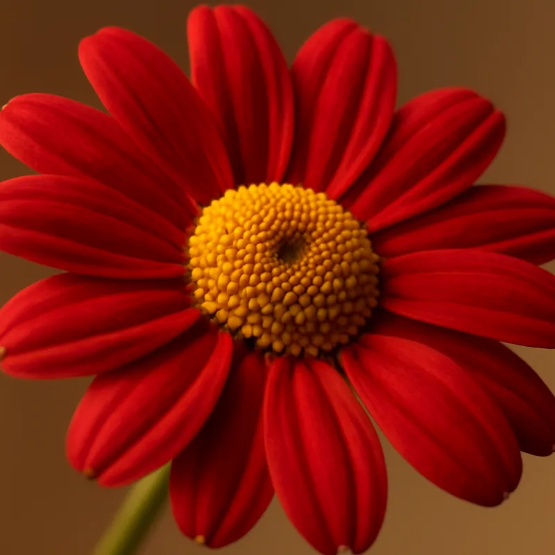 Kamille – rød – bilde 2